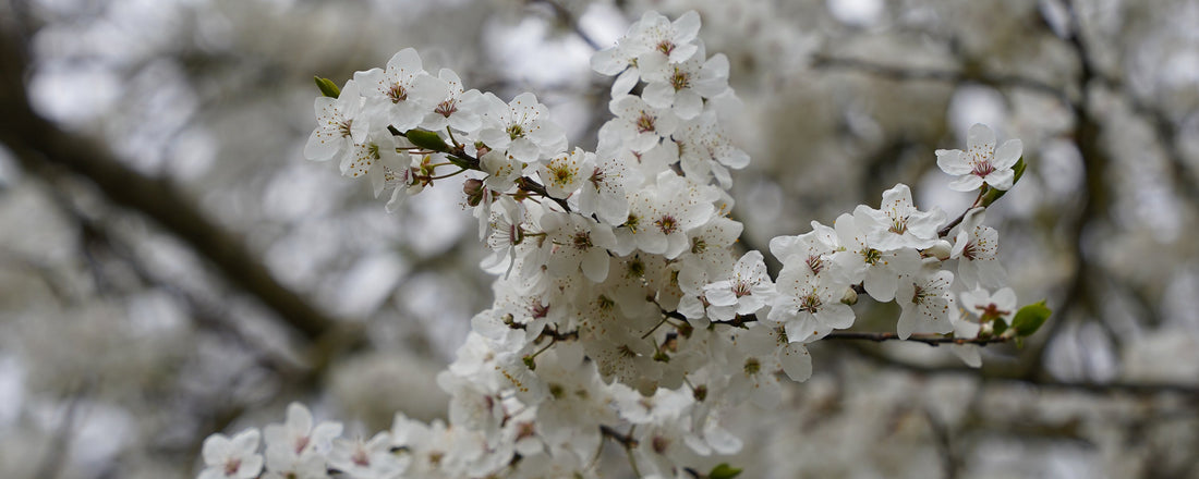 Printemps et fleurs de mirabelliers