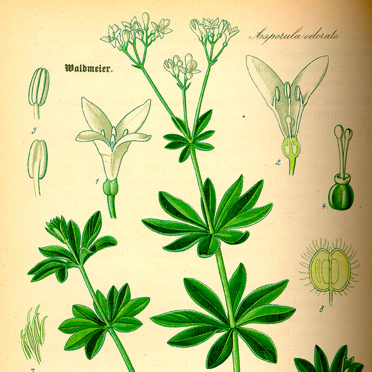 Reine des bois - Liqueur d'aspérule odorante