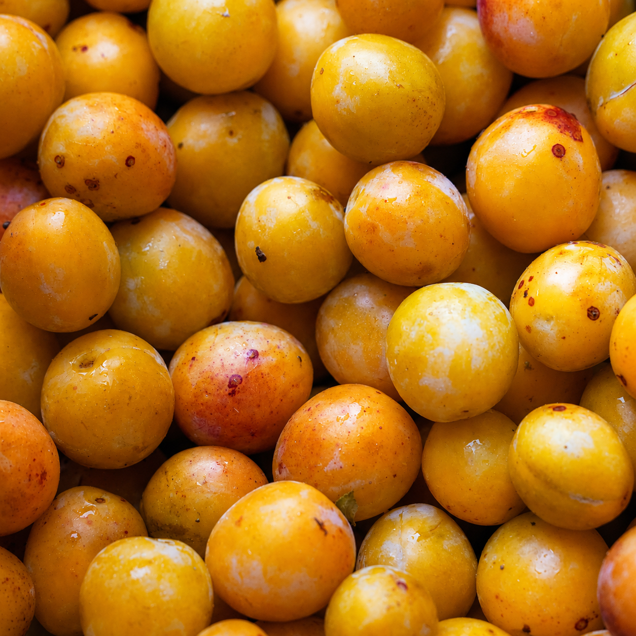 Eau de vie de mirabelle de Lorraine : comprendre un spiritueux emblématique du terroir