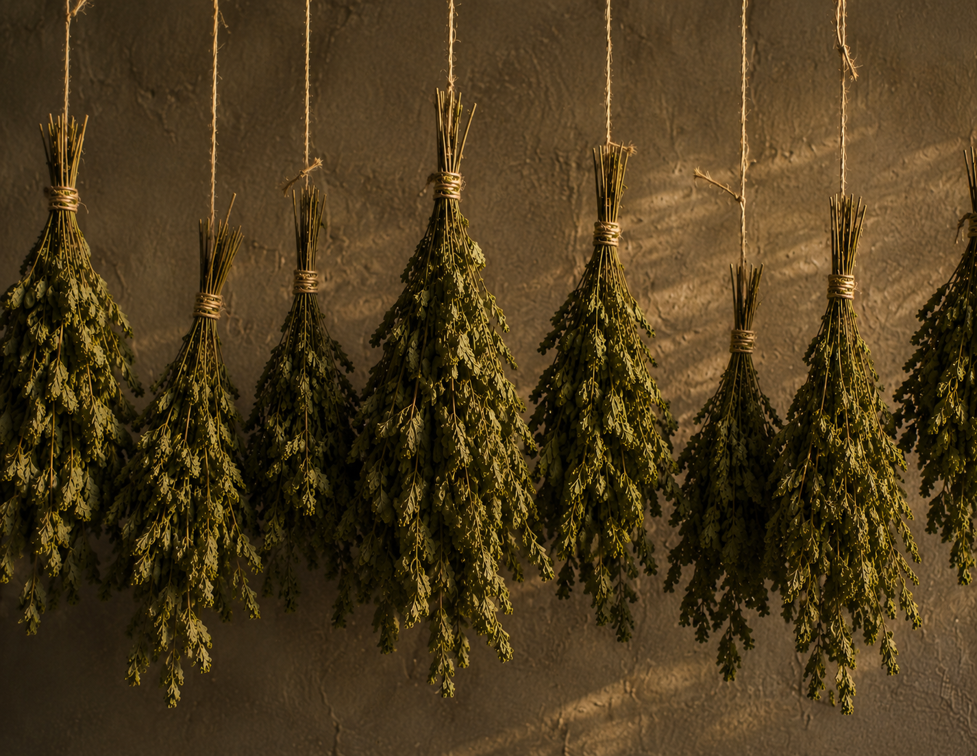 Plantes aromatiques mises à sécher à la Distillerie Sainte Barbe