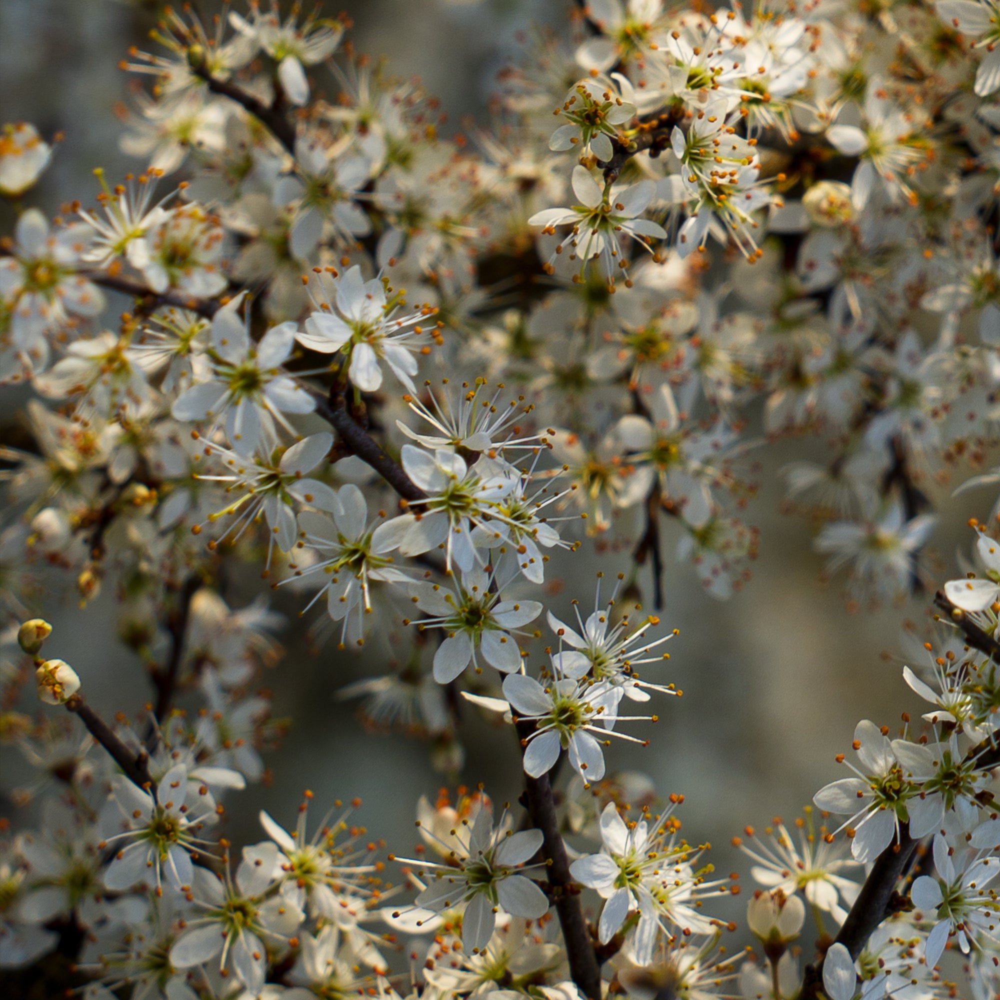Fleur de mirabelle