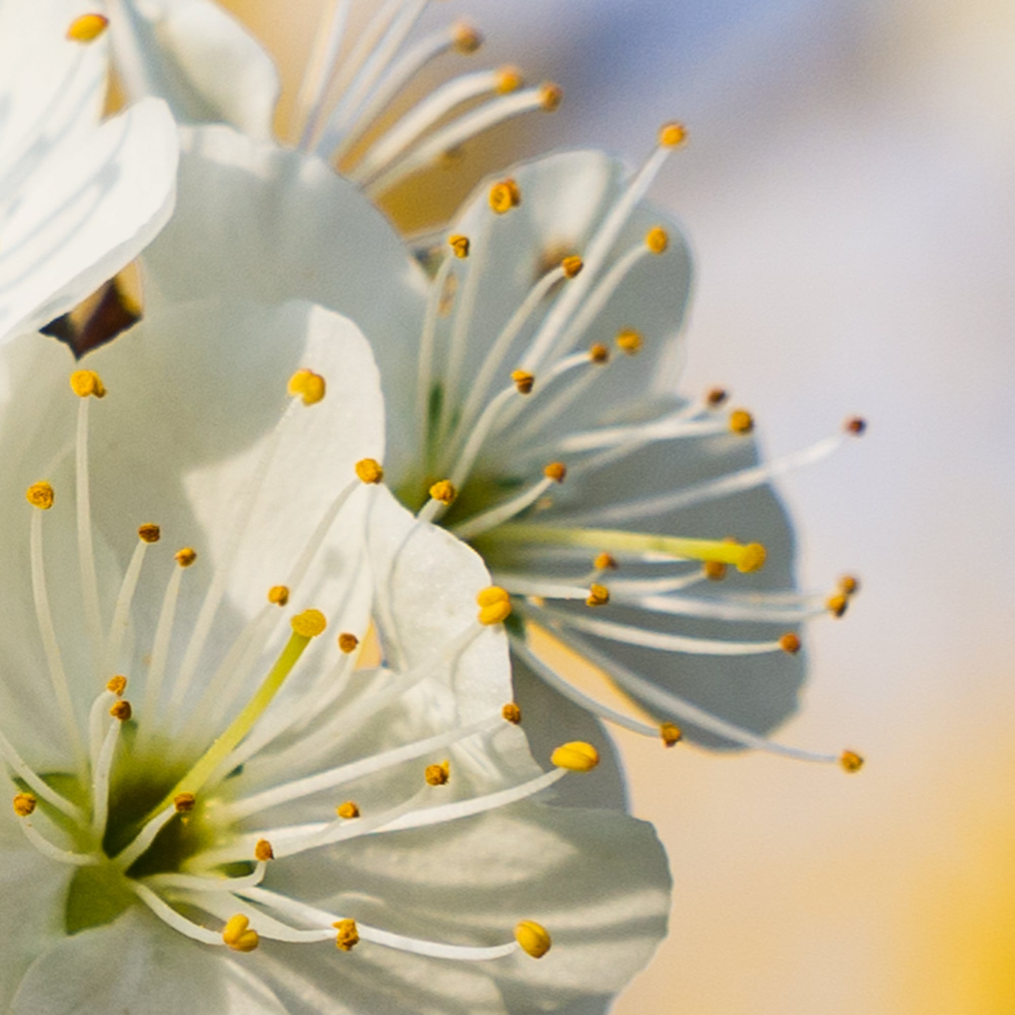 Fleur de mirabelle