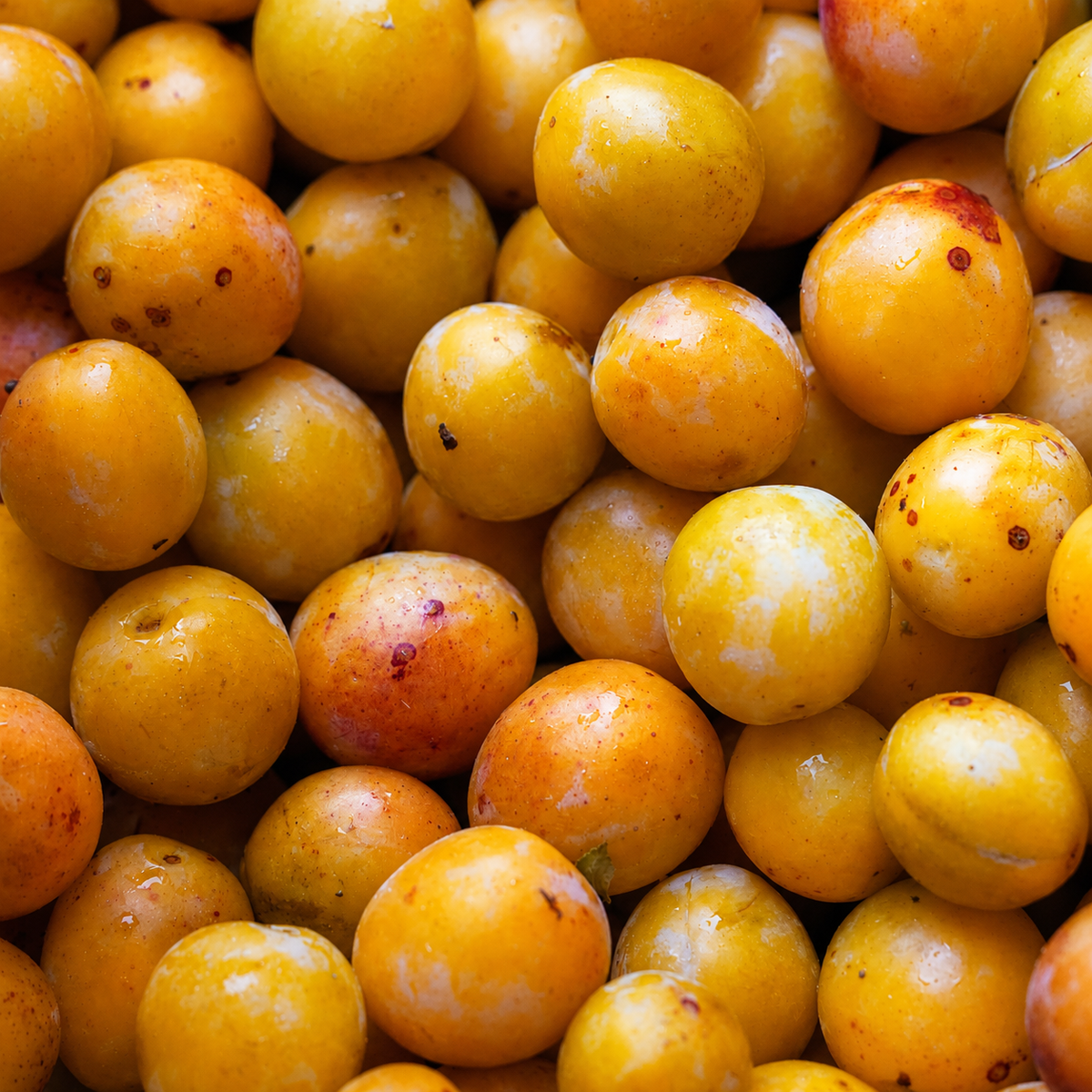 Duo Mirabelle - Plum & Fleur de mirabelle