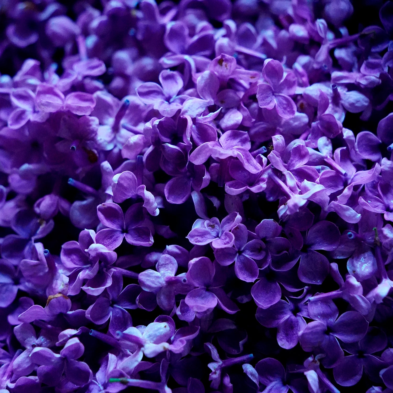 Flora primavera