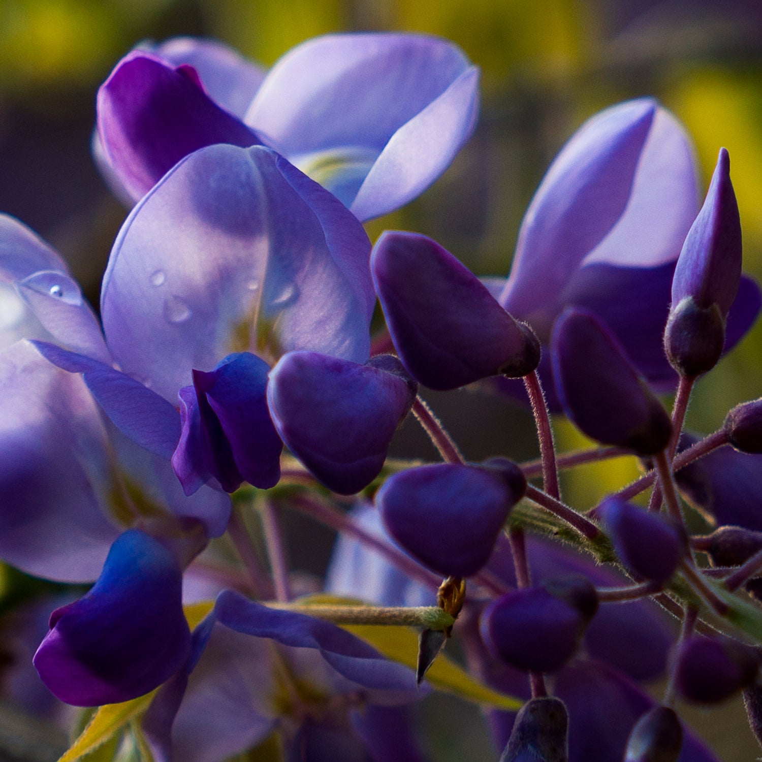 Flora primavera